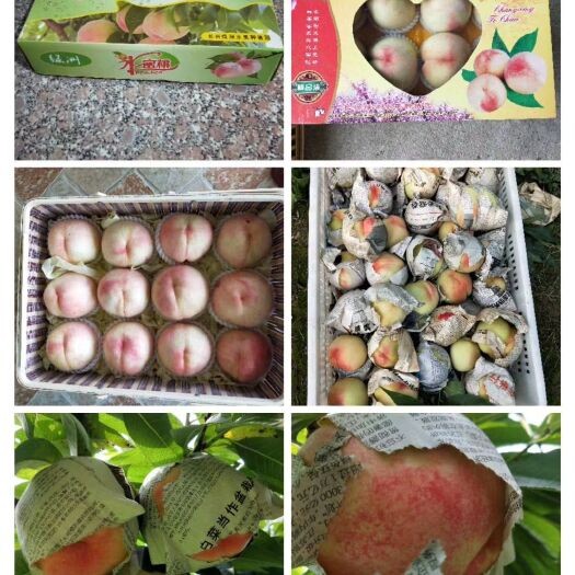 长兴县 浙江湖州长兴自己家种植的水蜜桃，桃甜汁多。