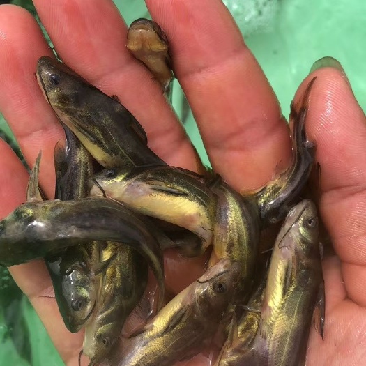 南宁 黄骨鱼苗