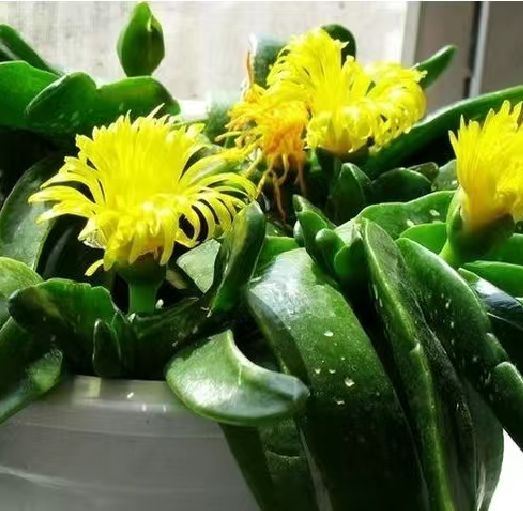  佛手掌多肉植物佛手托金多肉植物开黄花波涛黄花照波