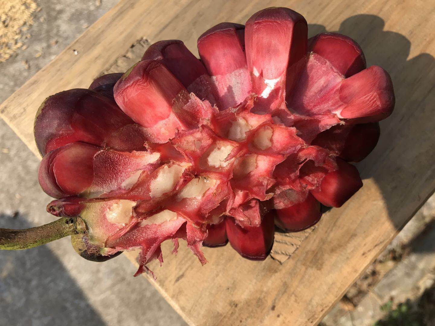 黑老虎种子 长寿果，，