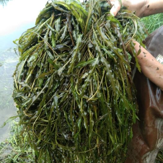 赤壁市 好质量。马来眼子菜