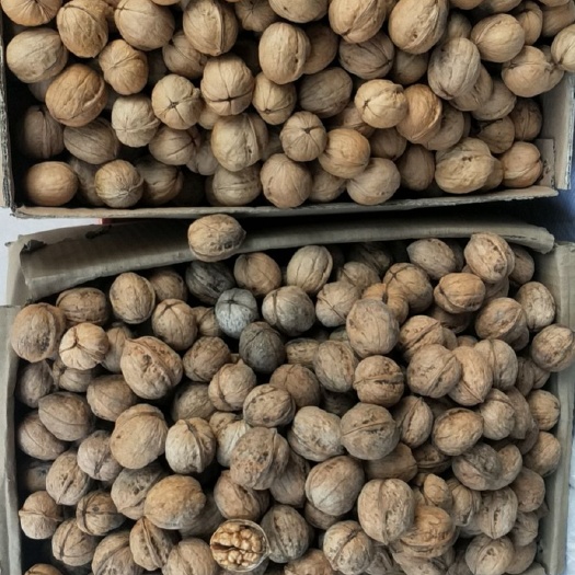 邯郸新疆185核桃 10.5