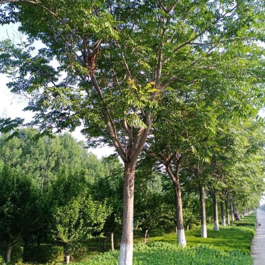  南栾黄山栾