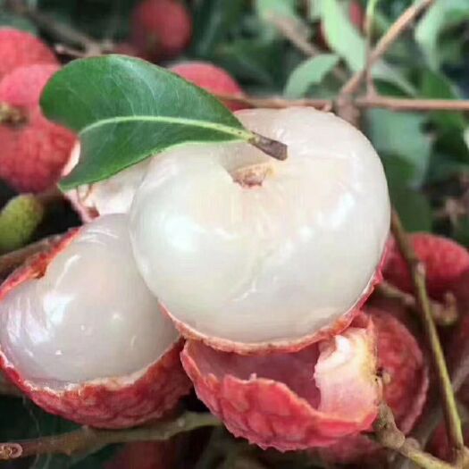 惠来县 风花荔枝