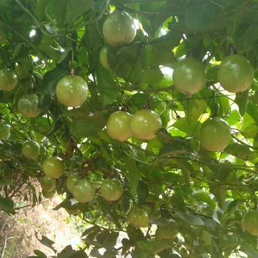 普宁市 广东茂名黄金百香果/芭乐味