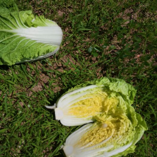沽源县 玲珑黄娃娃菜