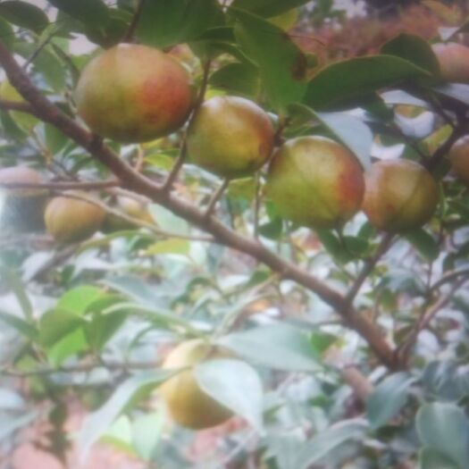 古树茶籽  高山土茶油籽。出自中国茶油基地祁阳。无霉变，无农残。