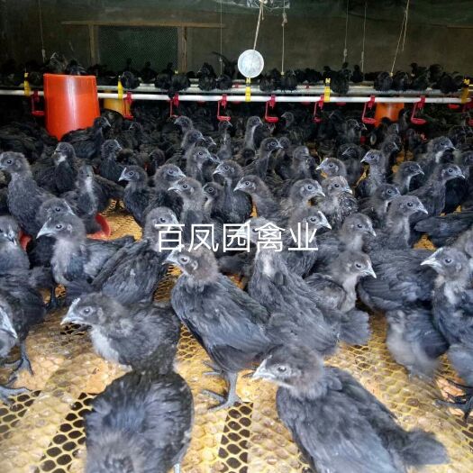 昆明 快大型黑毛乌鸡肉鸡鸡苗 脱温苗