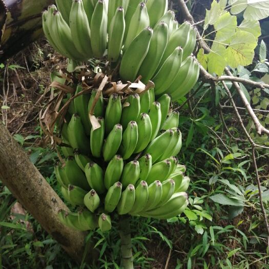 关岭县生芭蕉