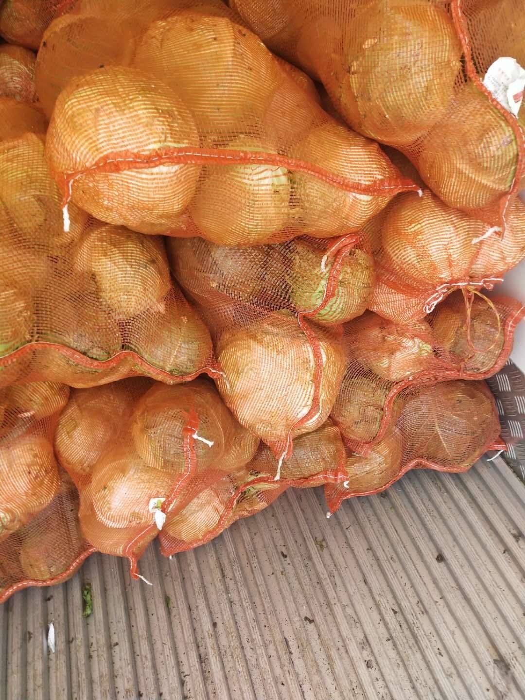 包菜 铁头