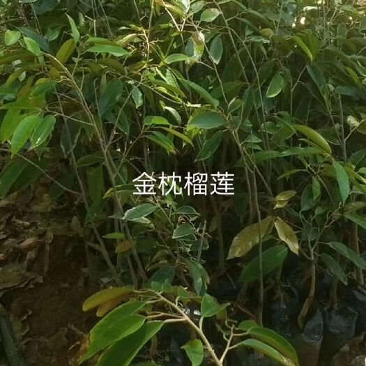 白沙县金枕榴莲苗 金枕榴莲