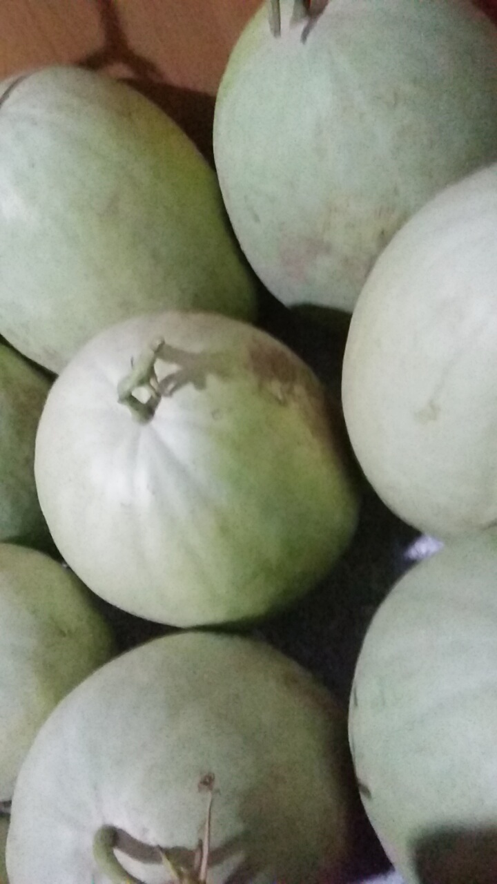 瓜甜水分大!可以长途运输,放的时间长,送礼就送三白西瓜.