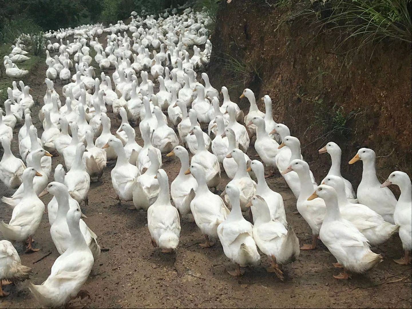 白鸭  
55天均重6.5斤以上