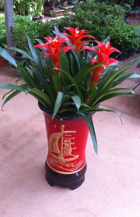平邑县平头红凤梨盆栽  鸿运当头 风梨花盆栽  室内客厅阳台绿植花