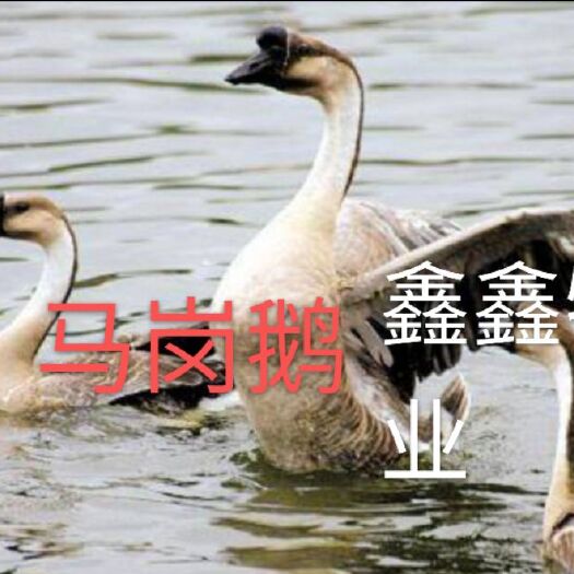 南宁马岗鹅苗，杂交灰鹅苗，厂家直销，包打疫苗。质量保证！价格优惠