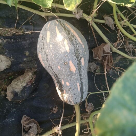 博白县 香芋南瓜上市