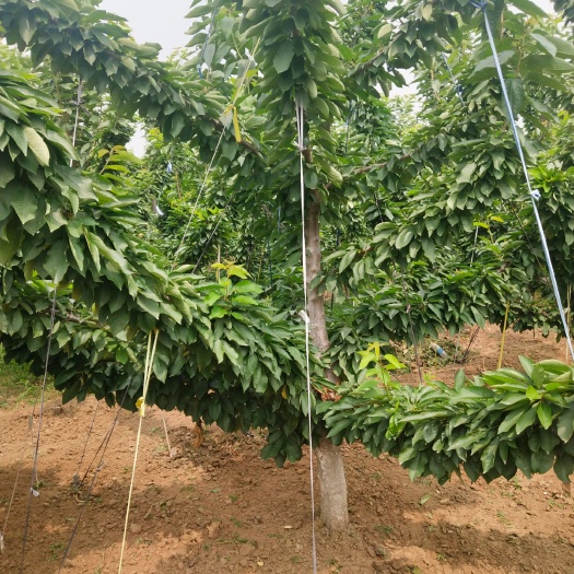 临朐县美早苗  五年精品美早大樱桃树