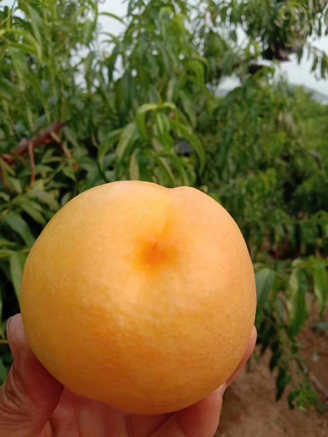 沙红桃 55mm以上 4-5两