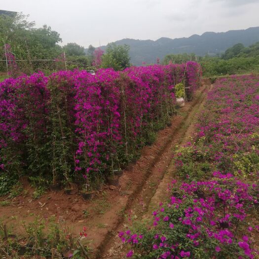 宜宾 四川三角梅批发基地