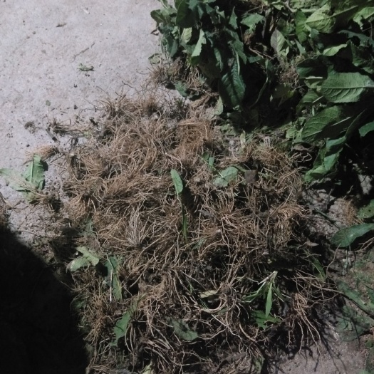 广宁县地胆草 全部靓货，欢迎各位老板来订购