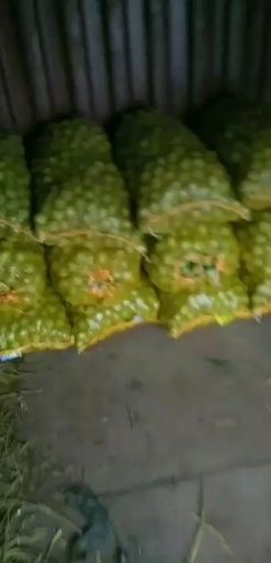 大荔县香玲核桃  大荔县核桃。大量上市清香，香玲，了克，万亩货源