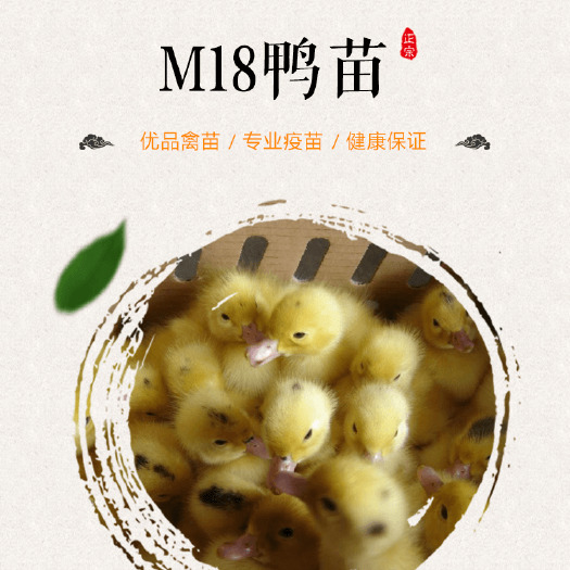 南宁 m18鸭苗/一点黑