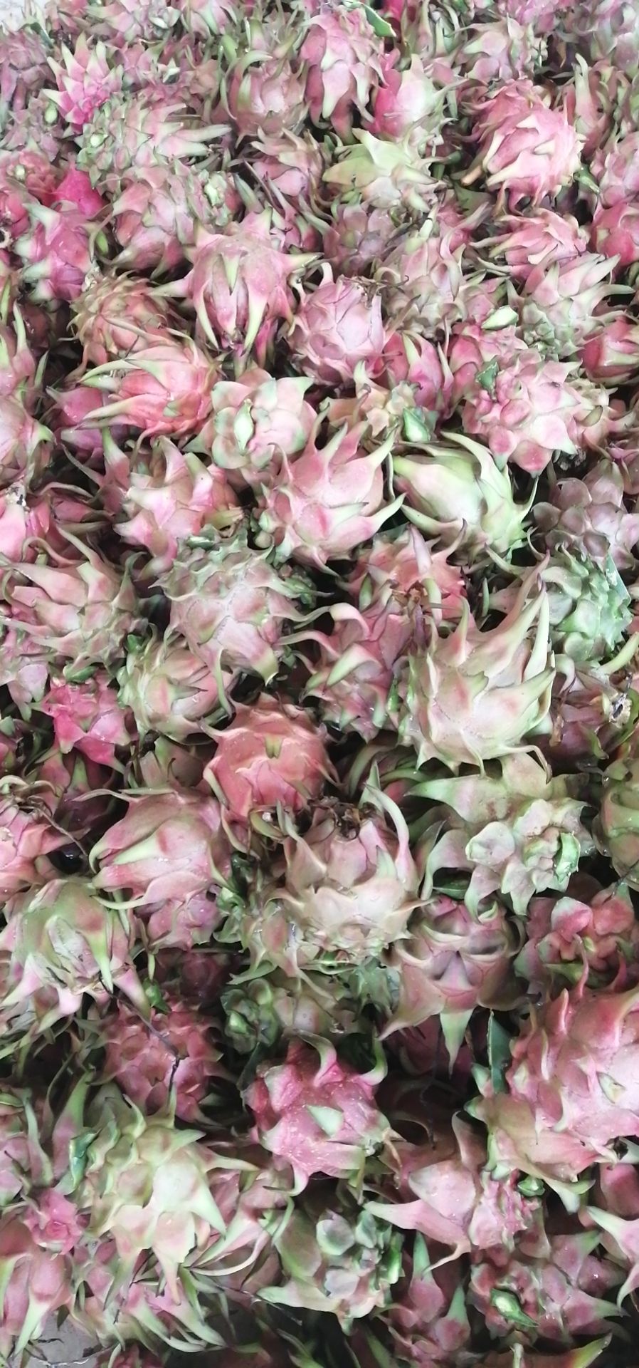 红心火龙果 中（5-7两）