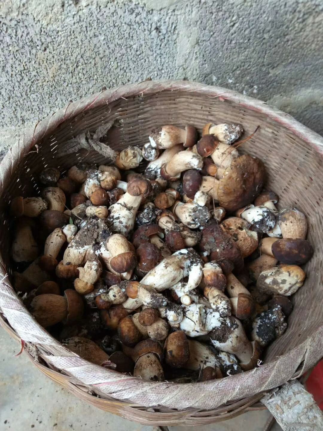  牛肝菌又大又肥，