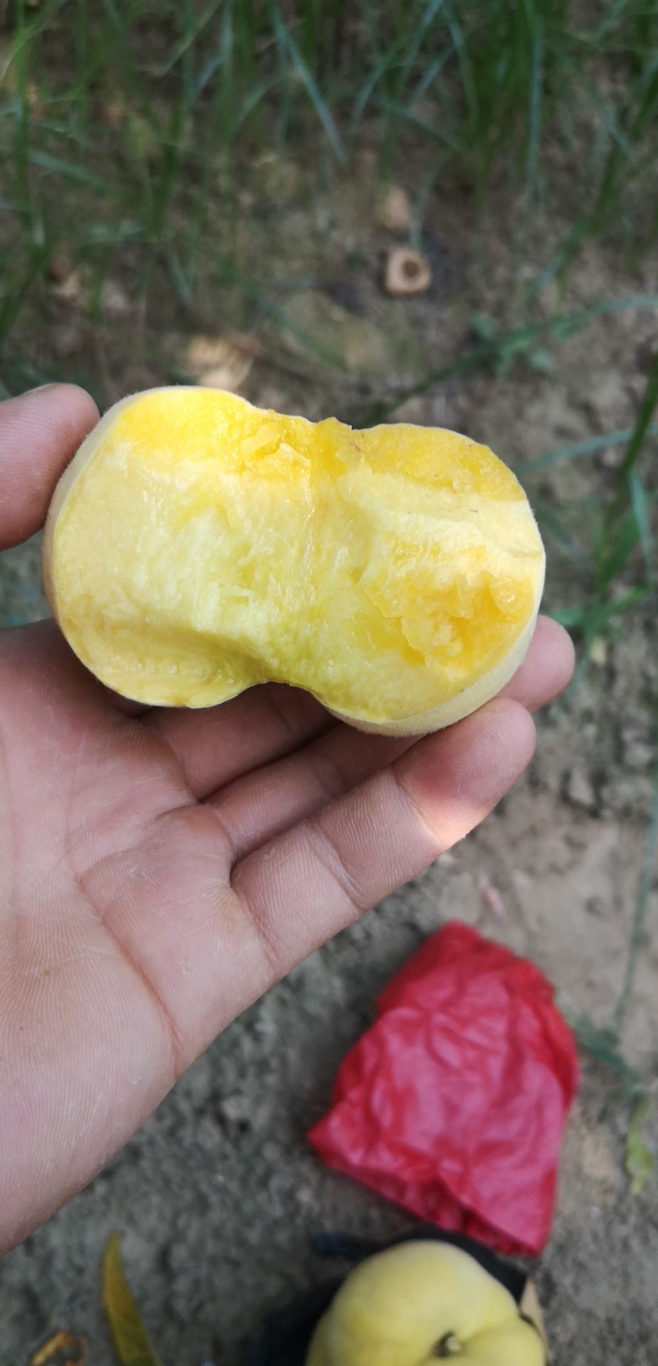 黄蟠桃  陕西黄金蟠桃批发黄金蟠桃基地价格