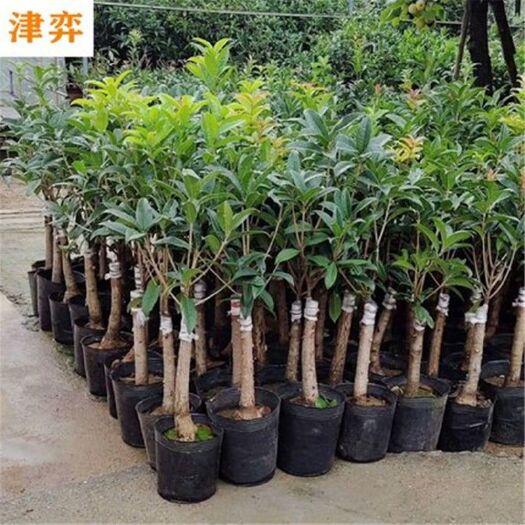 沭阳县八月桂 桂花  嫁接桂花