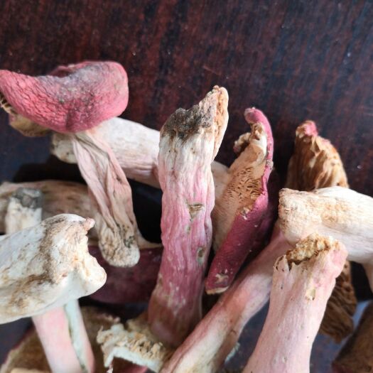 南召县伏牛山脉天然优质红菇自然形成健康美味