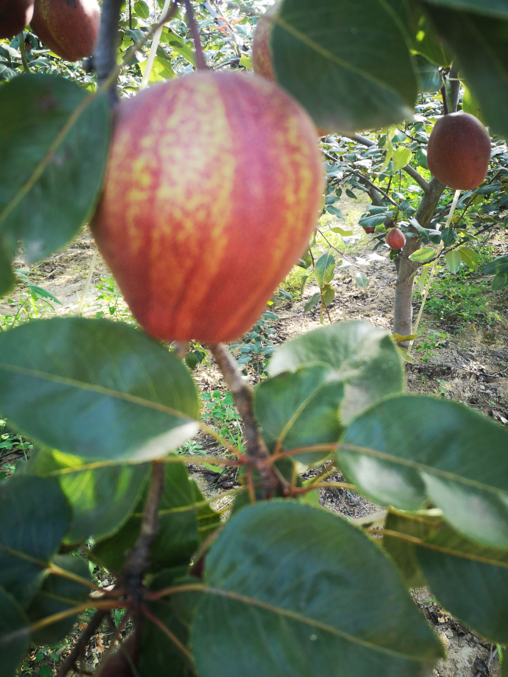 库存早酥红梨  红早酥批发，红早酥梨基地 红早酥梨价格