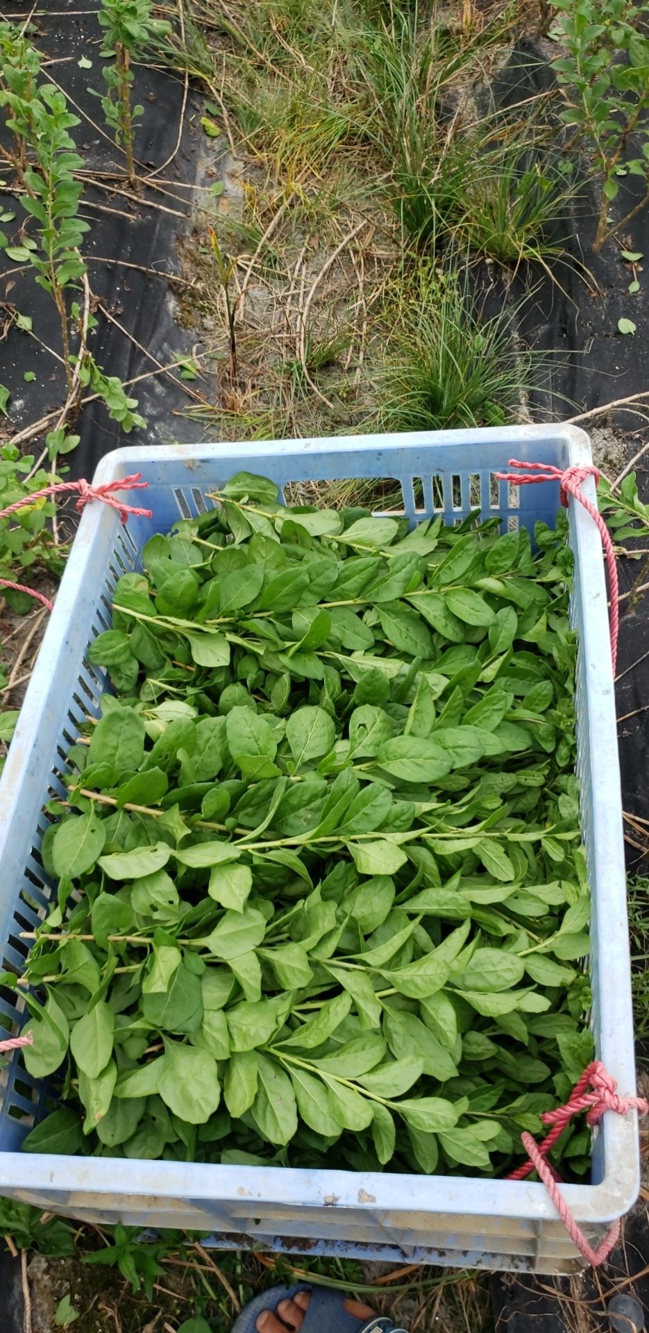 叶用枸杞叶枸杞菜大叶，枸杞叶苗，枸杞叶种，大叶枸杞叶苗
