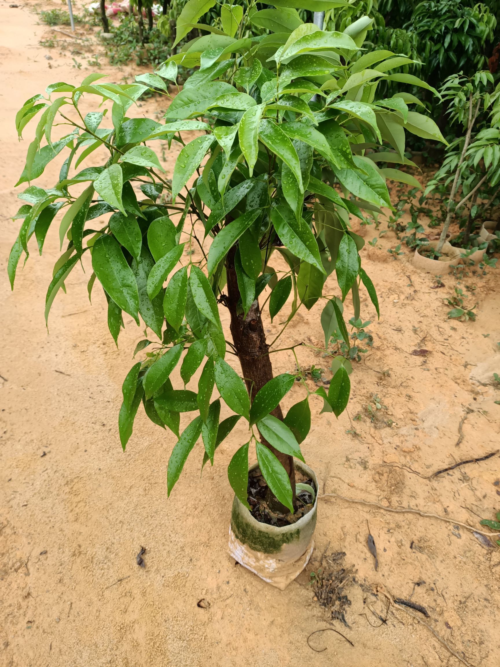 荔枝高压苗 桂味荔枝苗 妃子笑  糯米糍带原土营养杯、带叶子