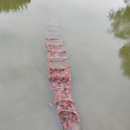 重庆市小龙虾苗 大量岀售龙虾种苗