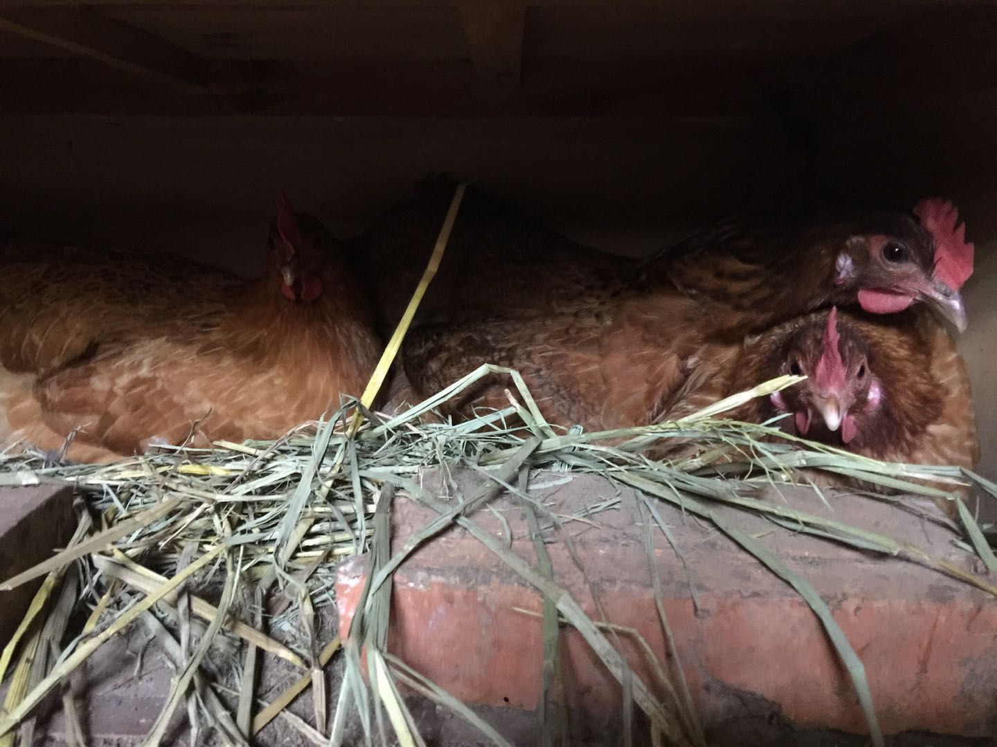  正宗大别山农村散养土鸡蛋