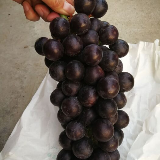 常州 江苏夏黑葡萄精品夏黑无籽夏黑产地直发万亩产地