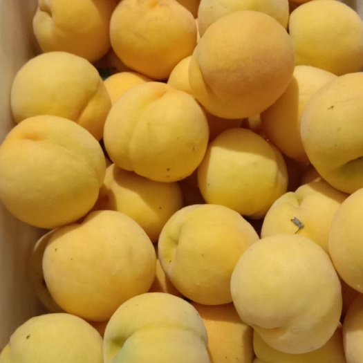 蒙阴县黄桃83 55mm以上 3 - 4两