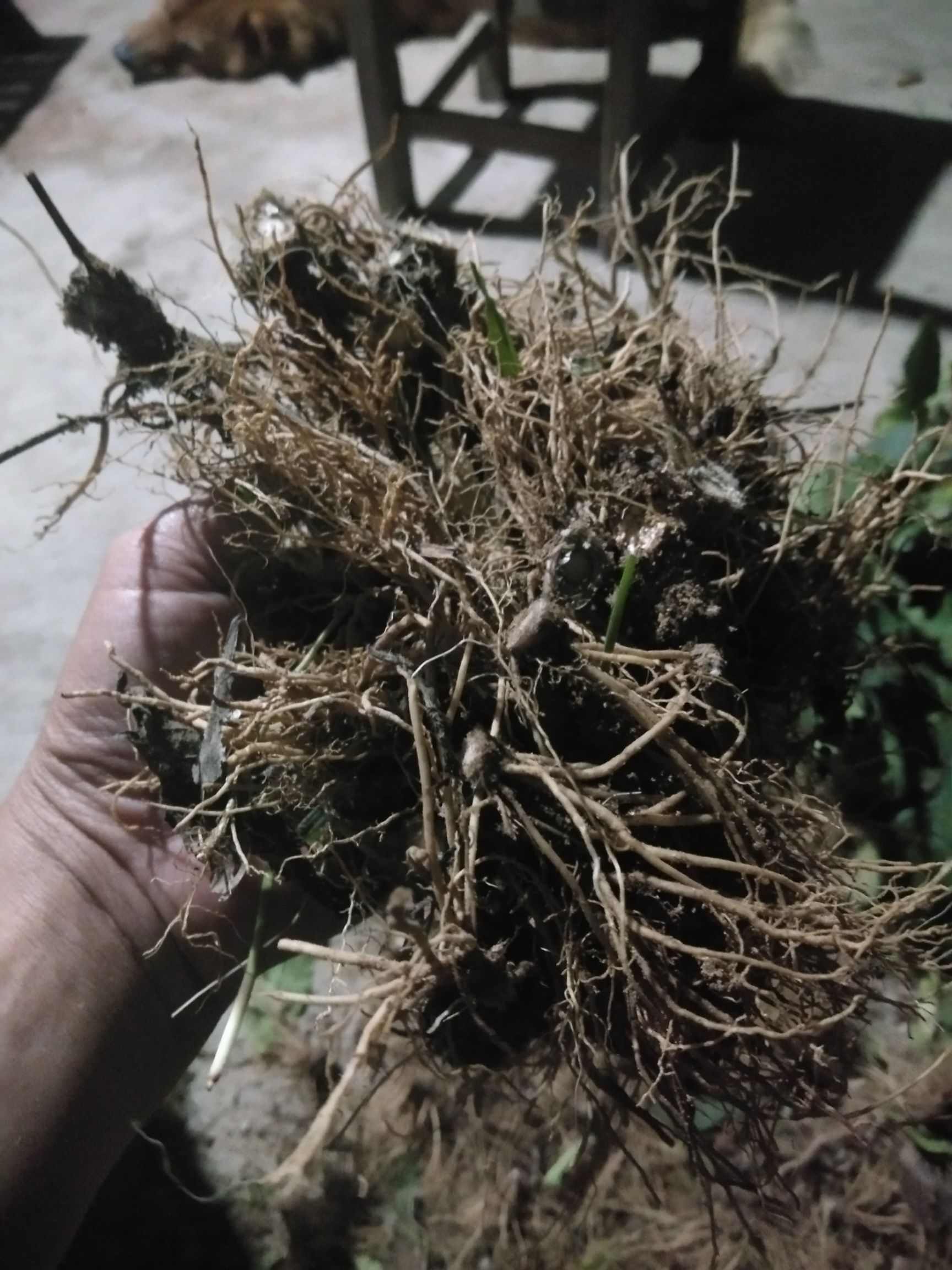 地胆草 全部靓货，欢迎各位老板来订购