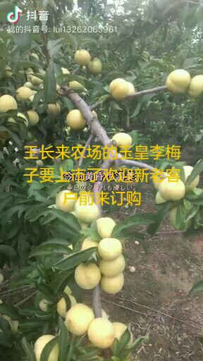  博望王长来农场的黄金梨:玉皇李正在热卖中欢迎各批发商采购