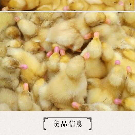 南宁 白鸭苗