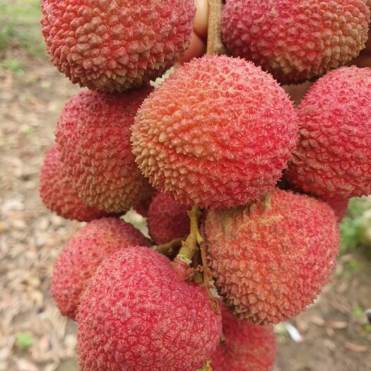 盈江县 荔枝