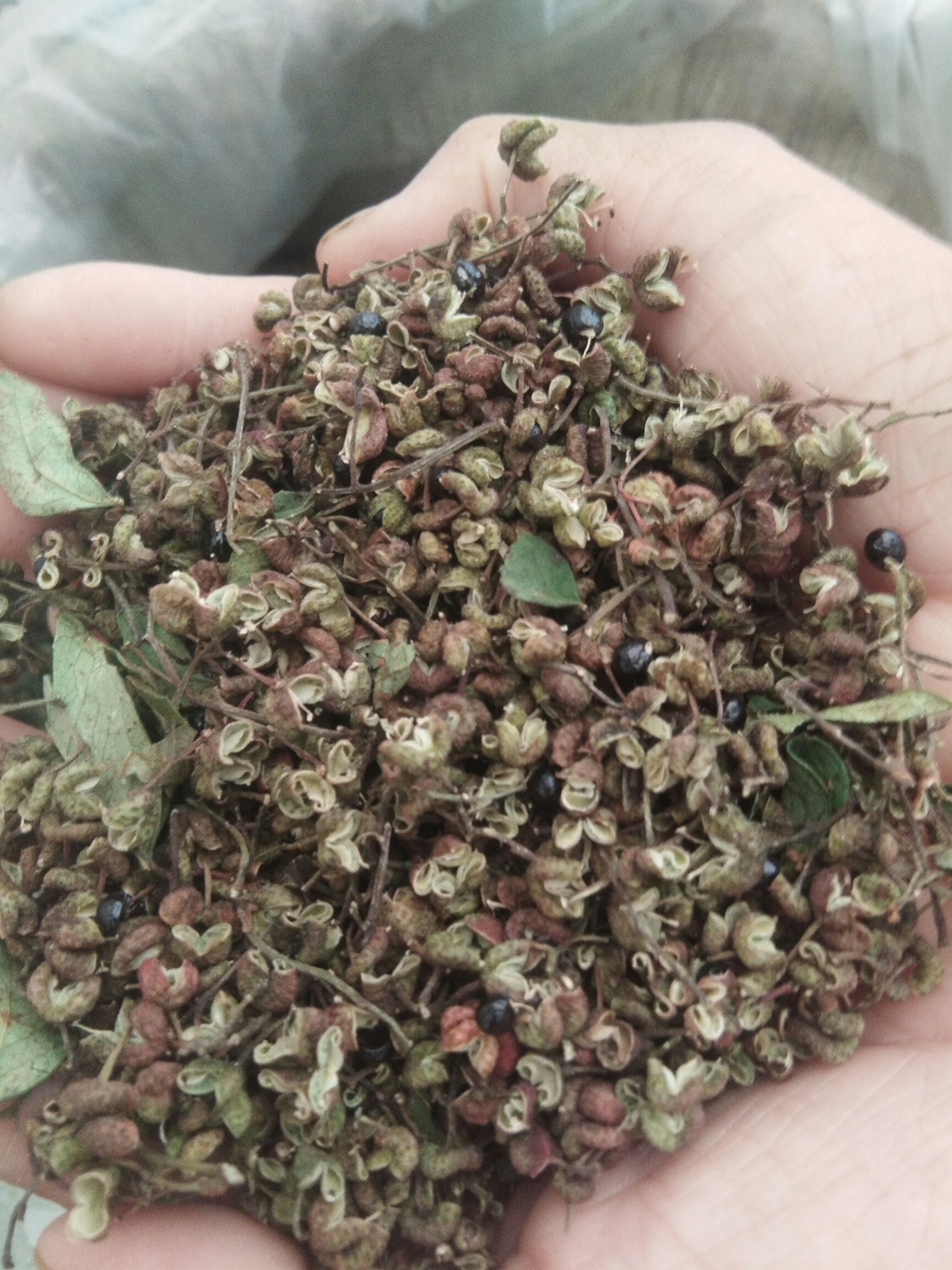  富平山里花椒红了，正在采摘当中