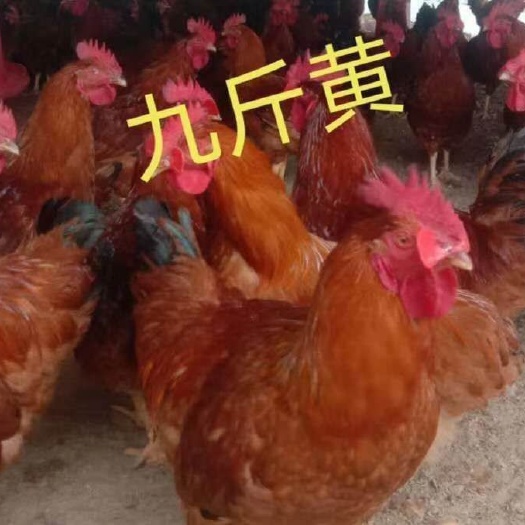 简阳市九斤黄鸡苗 九斤黄  肉鸡