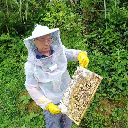 萍乡 土蜂蜜2000kg今早新蜜！