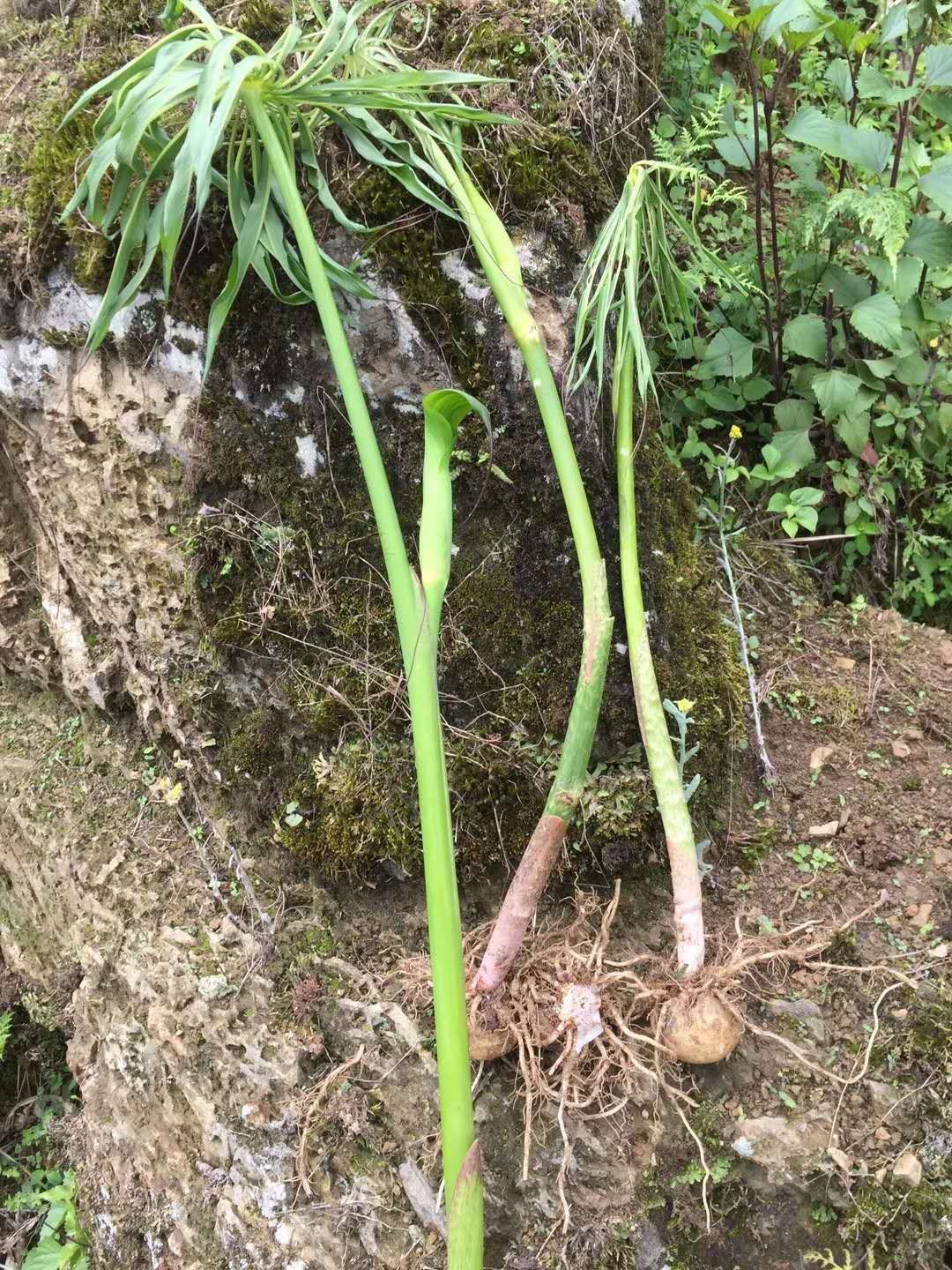 天南星种子 云南高山天南星