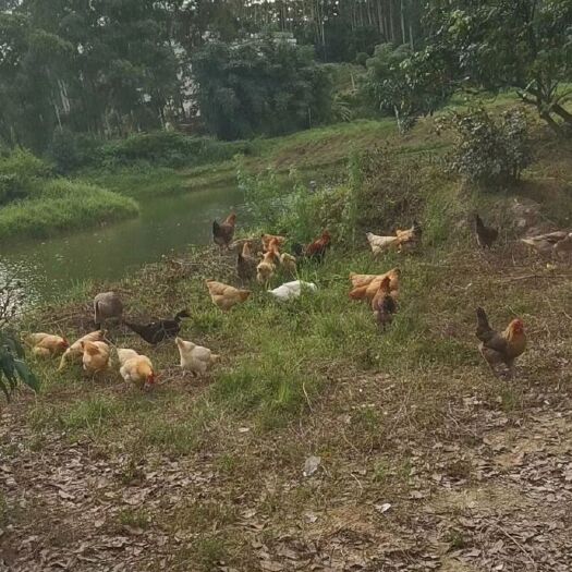 东莞市 广东罗浮山走地鸡