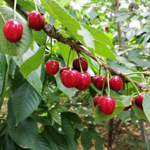 泰安 萨米脱樱桃苗，吉赛拉矮化樱桃苗，新品种樱桃苗