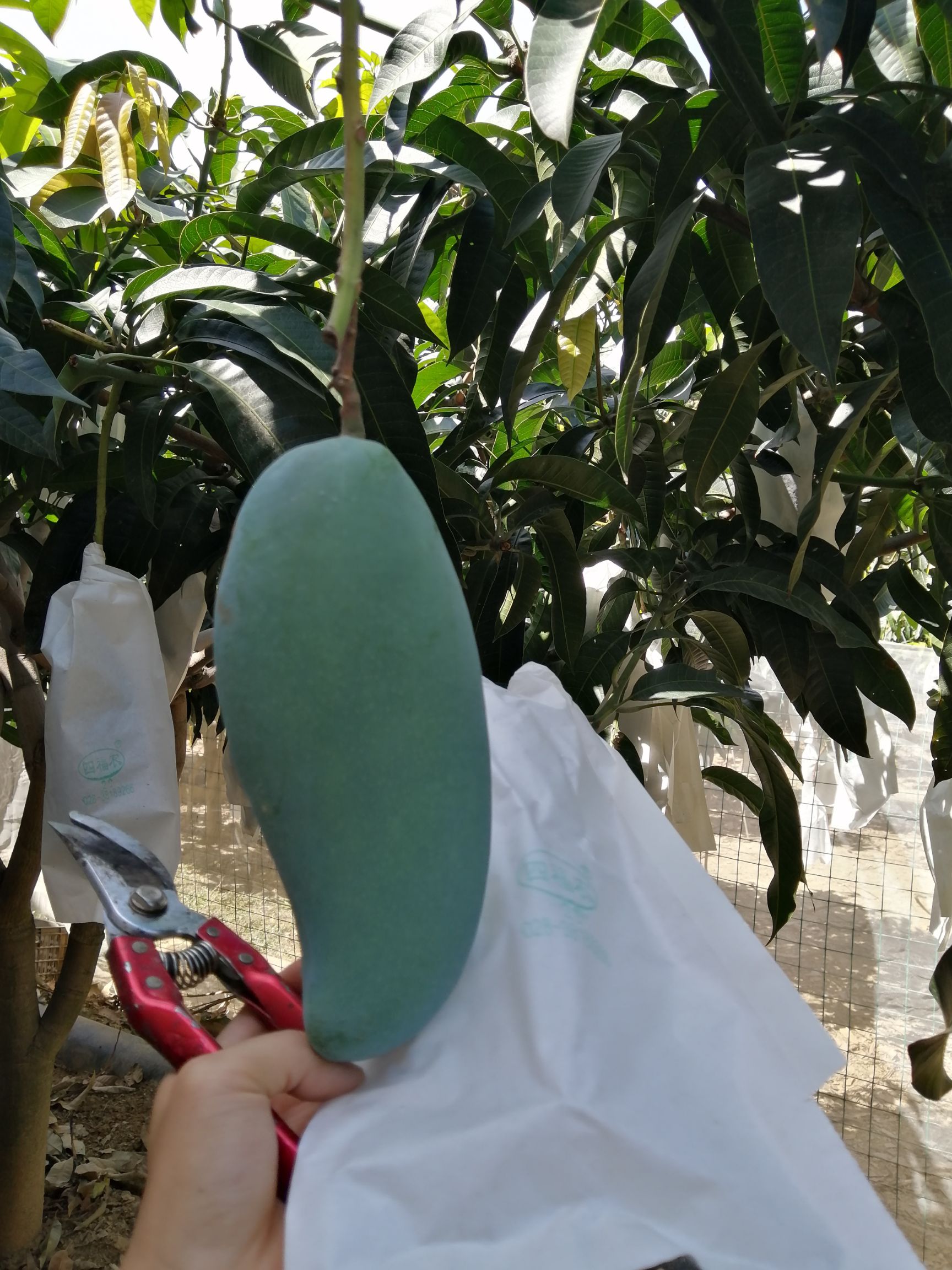金煌芒 攀枝花大金煌