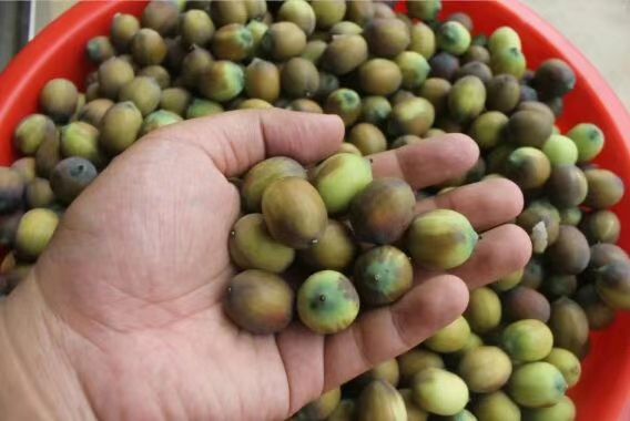 草莲 自家莲子每天现摘现发